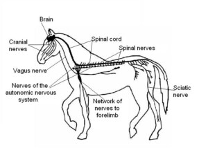 The Anatomy And Physiology Of Animals Nervous System Worksheet