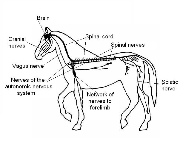 The Anatomy And Physiology Of Animals Nervous System Worksheet 