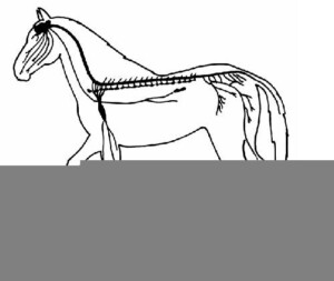 The Anatomy And Physiology Of Animals Nervous System Worksheet