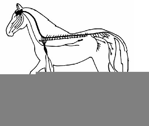 The Anatomy And Physiology Of Animals Nervous System Worksheet