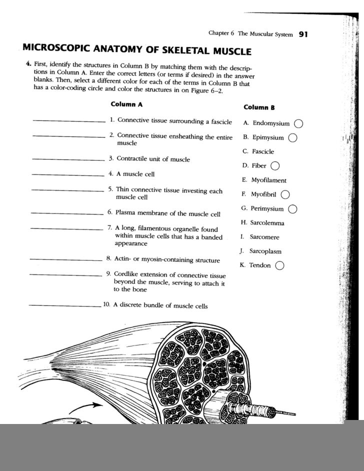 The Anatomy Of A Muscle Worksheet Answers Anatomy Worksheets