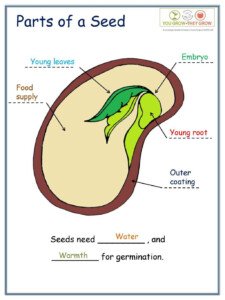 The Anatomy Of A Seed Exploring Parts Through A Diagram Worksheet