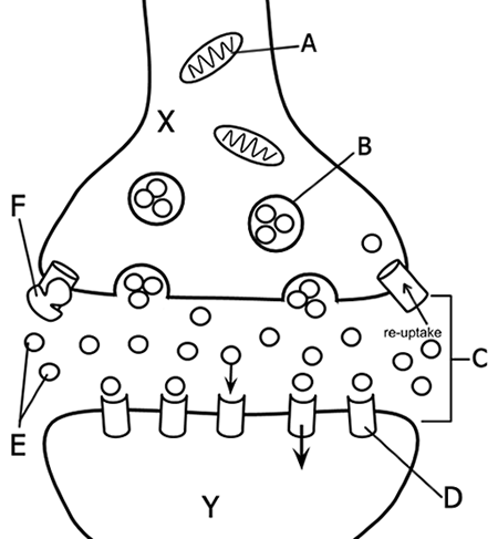 The Anatomy Of A Synapse And Neuron