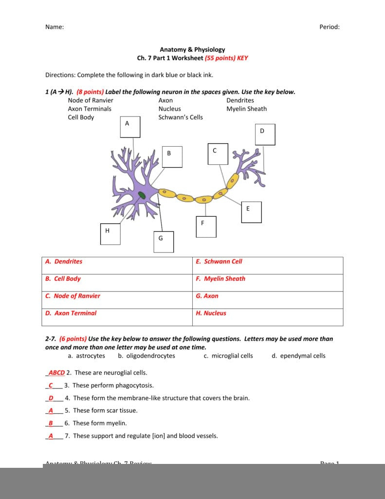 The Anatomy Of A Synapse Worksheet Answer Key Anatomy Worksheets