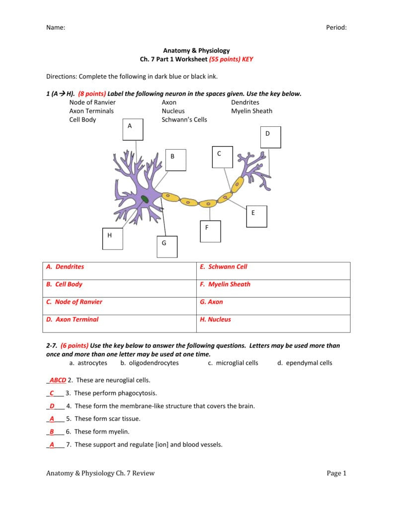 The Anatomy Of A Synapse Worksheet Answer Key Anatomy Worksheets