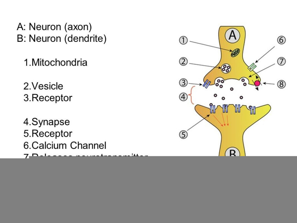 The Anatomy Of A Synapse Worksheet Answer Key Anatomy Worksheets