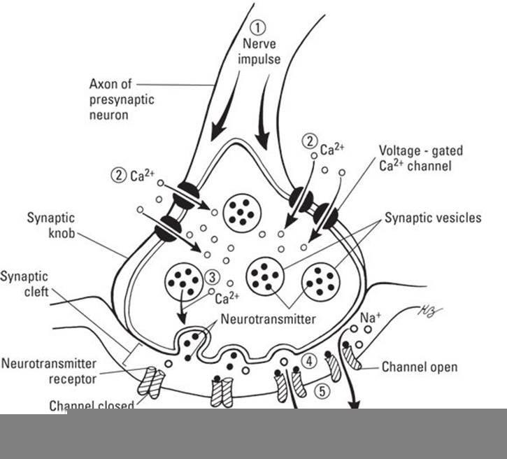 The Anatomy Of A Synapse Worksheet Answer Key Anatomy Worksheets