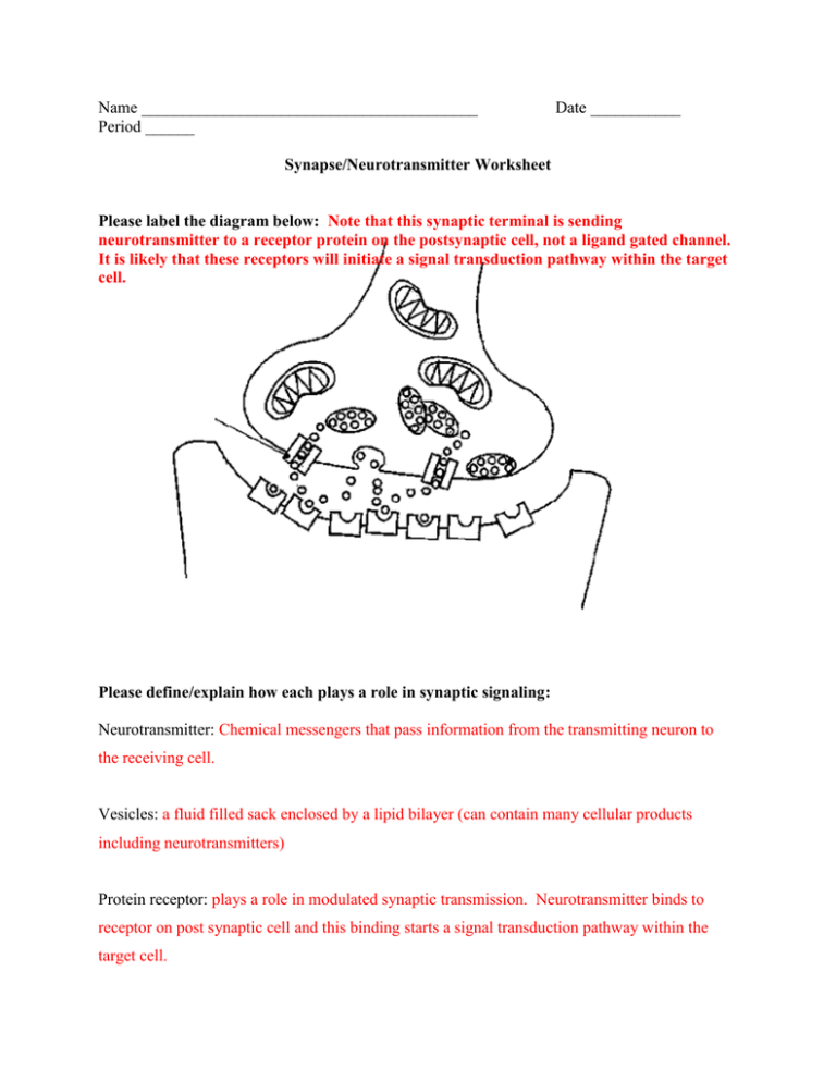The Anatomy Of A Synapse Worksheet