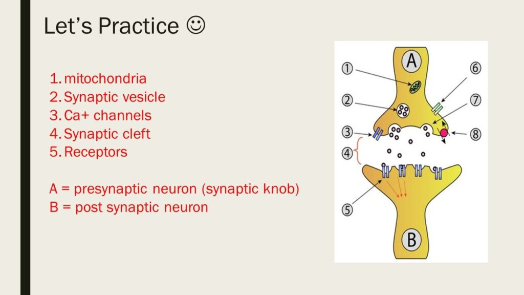 The Anatomy Of A Synapse Worksheets Answer Key Printable Worksheets