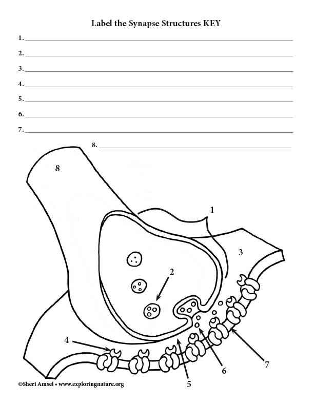 The Anatomy Of A Synapse Worksheets