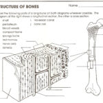 The Anatomy Of Long Bone Coloring Worksheet Anatomy Worksheets