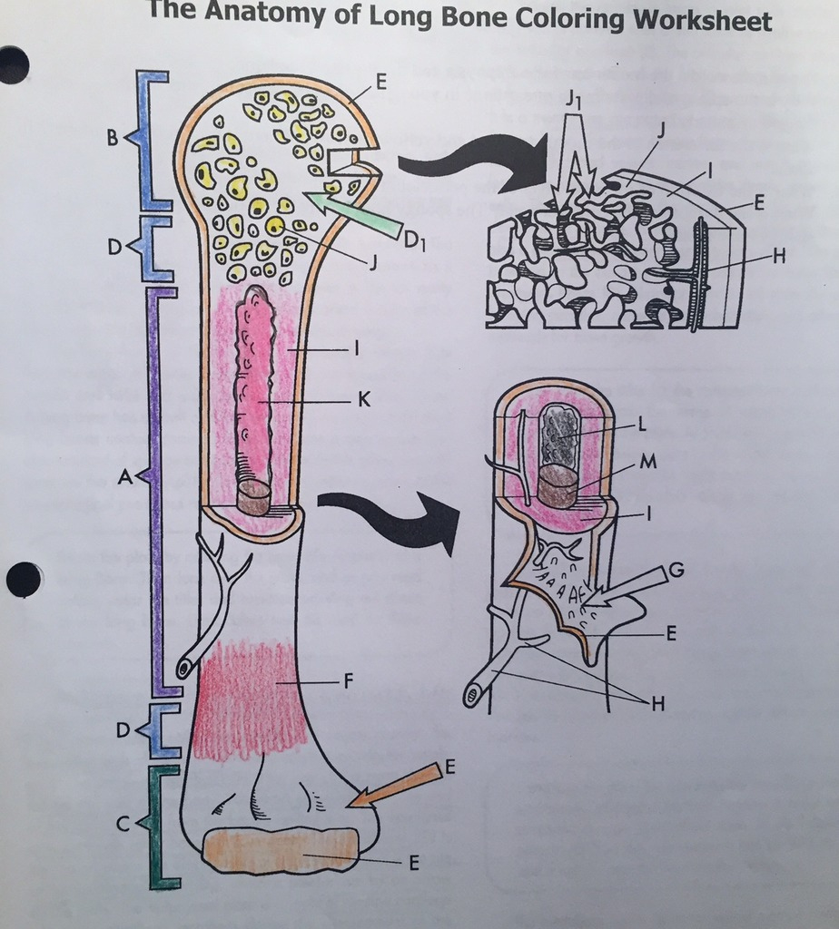 The Anatomy Of Long Bone Coloring Worksheet Anatomy Worksheets