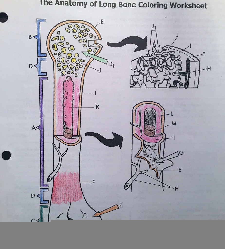 The Anatomy Of Long Bone Coloring Worksheet Anatomy Worksheets