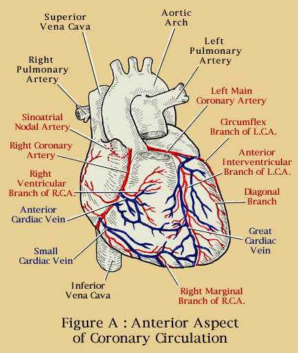 The Anatomy Of The Heart Baseline Of Health Foundation