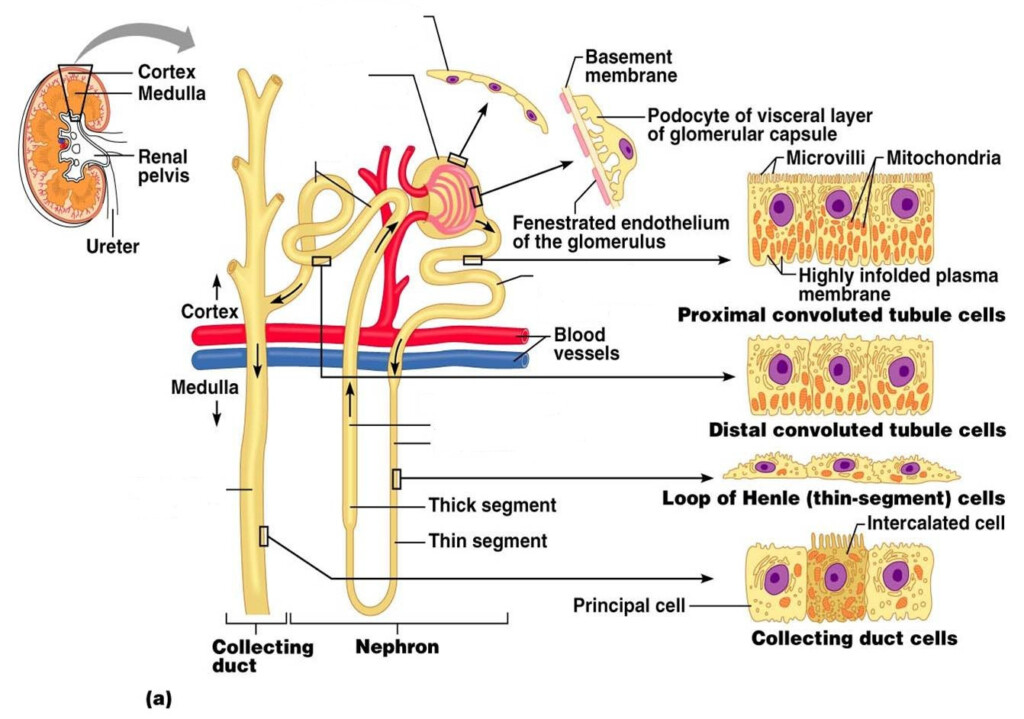 The Anatomy Of The Kidney And The Nephron Worksheet Anatomy Worksheets