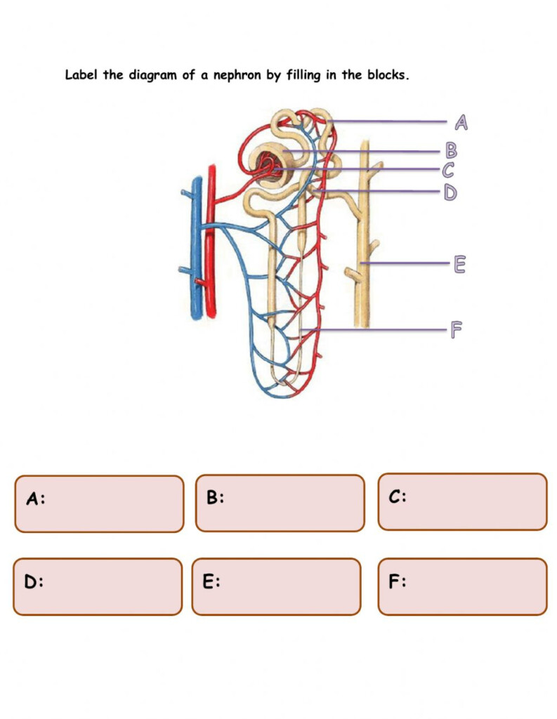 The Anatomy Of The Kidney And The Nephron Worksheet Anatomy Worksheets