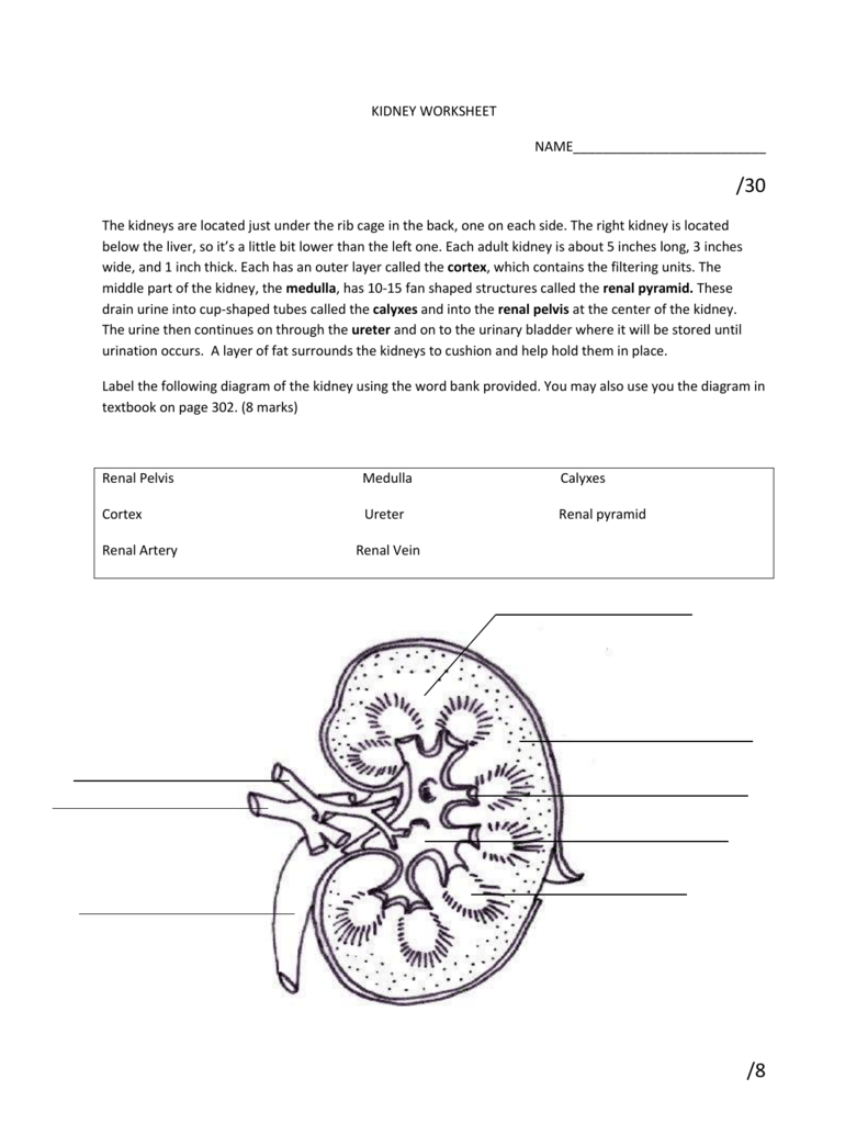 The Anatomy Of The Kidney And The Nephron Worksheet Answers Anatomy 