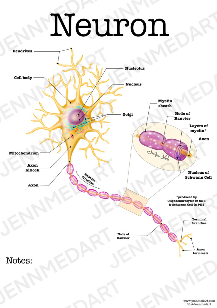 The Anatomy Of The Neuron Worksheet Answers Anatomy Worksheets