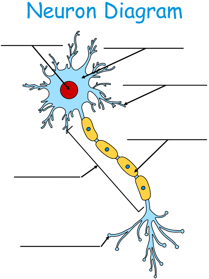 The Anatomy Of The Neuron Worksheet Answers Anatomy Worksheets