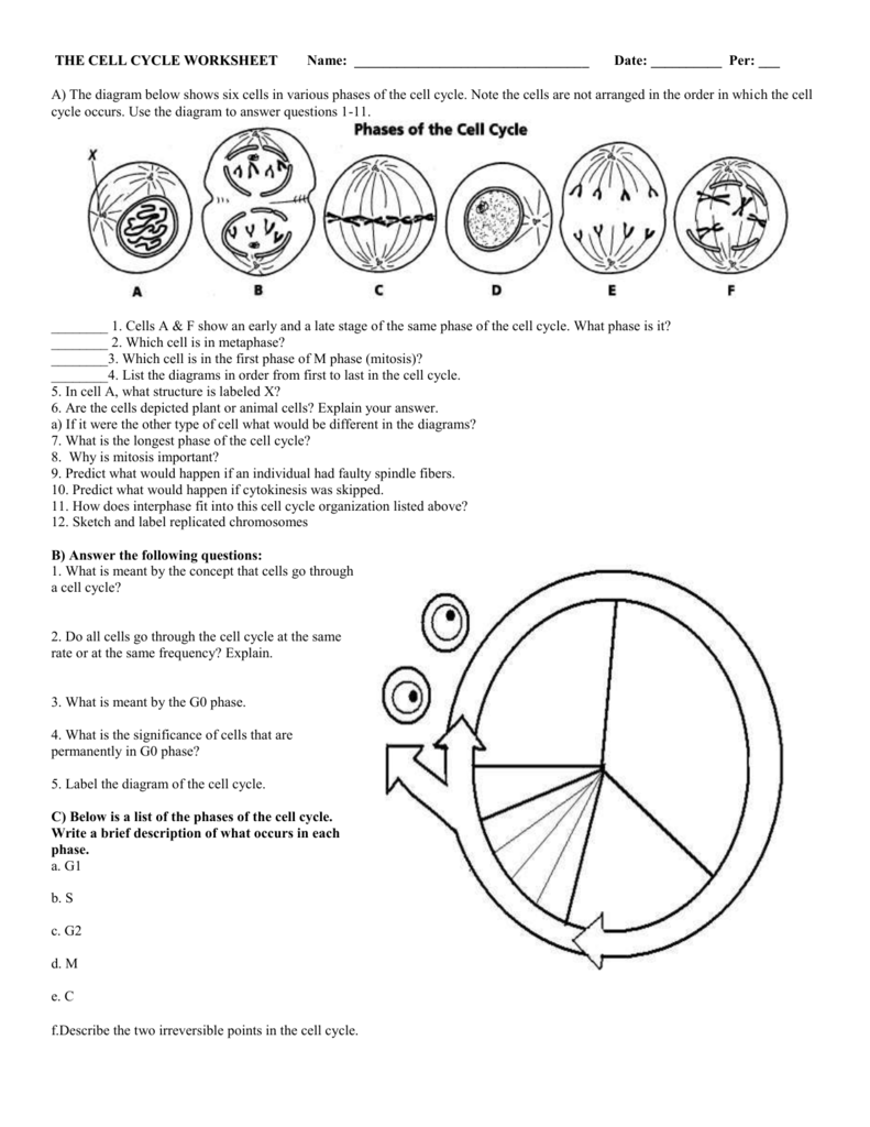 The Animal Cell Cycle Worksheet Answer Key Cell Cycle And Mitosis 