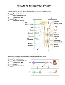The Autonomic Nervous System Human Anatomy Physiology Review Worksheet 