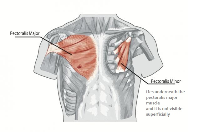 The Bodybuilder 39 s Guide To The Anatomy Of The Chest Muscles 