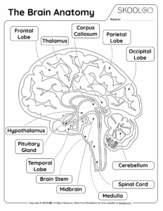 The Brain Anatomy Free Worksheet For Kids SKOOLGO