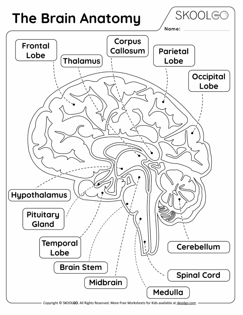 The Brain Anatomy Free Worksheet For Kids SKOOLGO