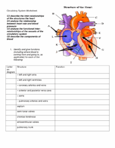 The Cardiac System Worksheet 1 Anatomy Of The Heart Anatomy Worksheets