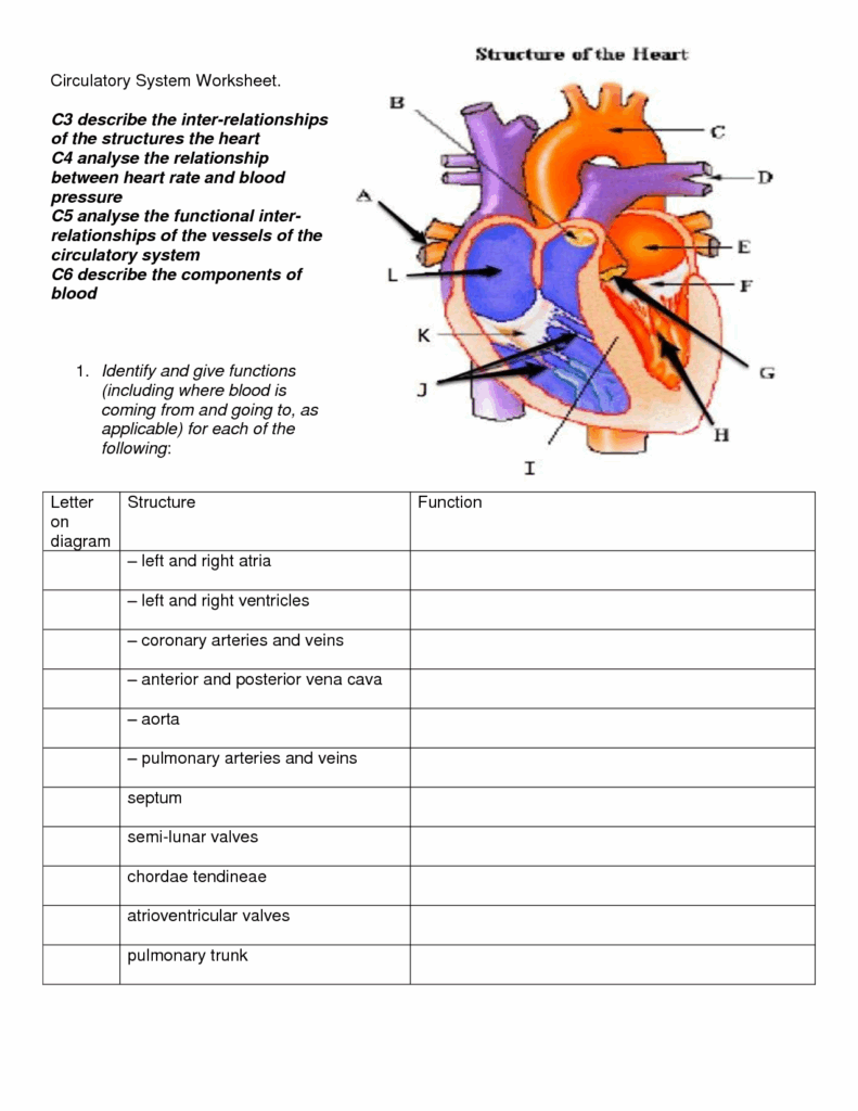 The Cardiac System Worksheet 1 Anatomy Of The Heart Anatomy Worksheets