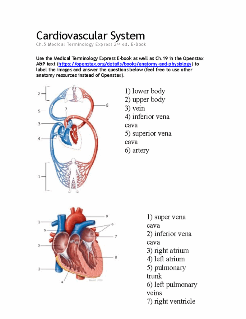 The Cardiovascular System Worksheet Key