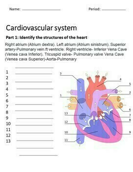 The Cardiovascular System Worksheets By Health Science Resources