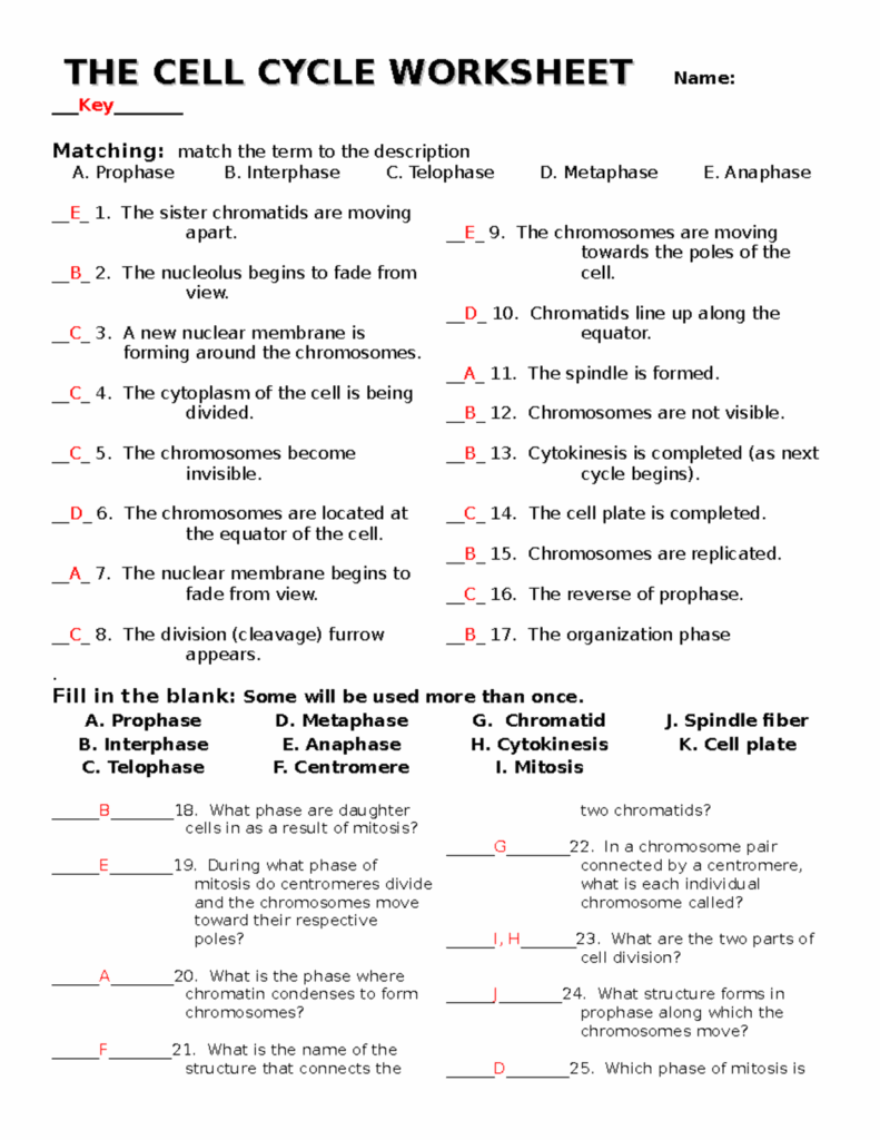 The cell cycle worksheet With Answers THE CELL CYCLE WORKSHEET Name 