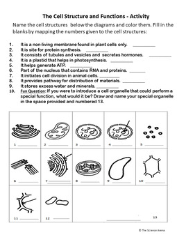 The Cell Structure And Functions ACTIVITY Worksheet FREE Science 