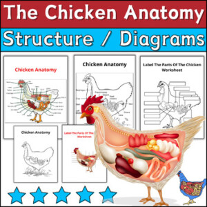 The Chicken Anatomy Chicken Diagram Labeling Coloring Worksheets