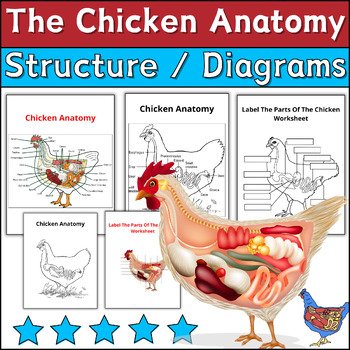 The Chicken Anatomy Chicken Diagram Labeling Coloring Worksheets
