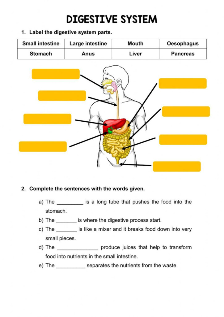 The Digestive System Ficha Interactiva Human Digestive System 