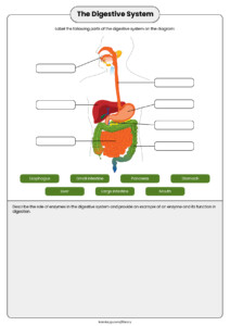 The Digestive System For Teachers Perfect For Grades 5th 6th