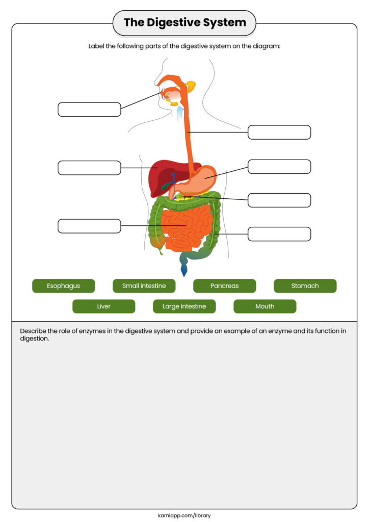 The Digestive System For Teachers Perfect For Grades 5th 6th 