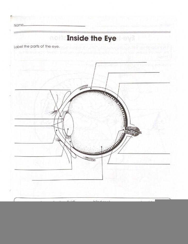 The Eye Online Worksheet Anatomy Worksheets