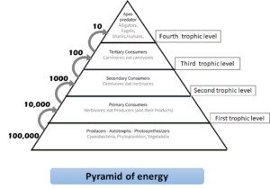 The Flow Of Energy In An Ecosystem 10 Rule Of Energy Transfer