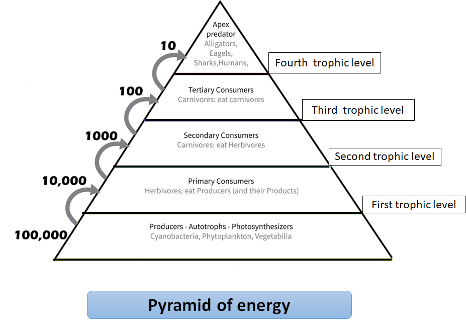 The Flow Of Energy In An Ecosystem 10 Rule Of Energy Transfer