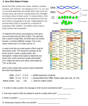The Genetics Of Sickle Cell Anemia KEY By Biologycorner TpT