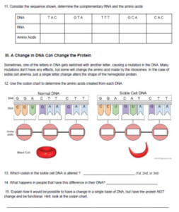 The Genetics Of Sickle Cell Anemia KEY By Biologycorner TpT