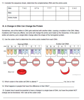 The Genetics Of Sickle Cell Anemia KEY By Biologycorner TpT