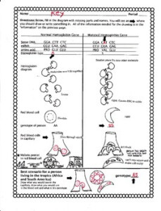 The Genetics Of Sickle Cell Anemia Worksheet By Biology Buff TpT