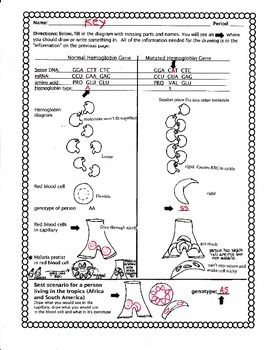 The Genetics Of Sickle Cell Anemia Worksheet By Biology Buff TpT