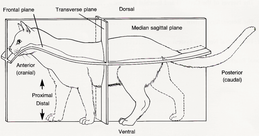 The Grand Dissection Of Cat King Louis XIV External Anatomy Worksheet