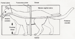 The Grand Dissection Of Cat King Louis XIV External Anatomy Worksheet