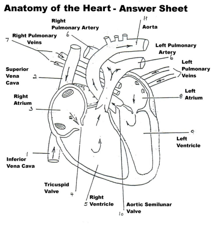 The Heart internal Anatomy Worksheet Anatomy Worksheets